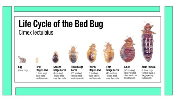 How Do You Know If Bed Bugs are in Your Clothes